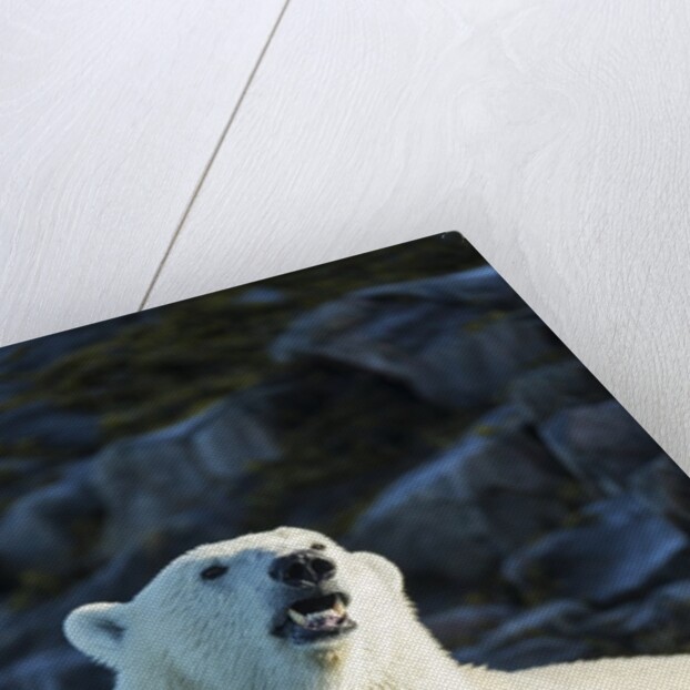 Polar Bear on Harbour Islands, Hudson Bay, Nunavut, Canada by Anonymous