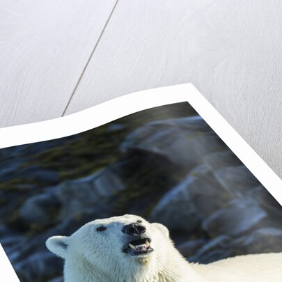 Polar Bear on Harbour Islands, Hudson Bay, Nunavut, Canada by Anonymous