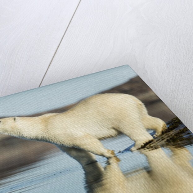 Polar Bear on Harbour Islands, Hudson Bay, Nunavut, Canada by Anonymous
