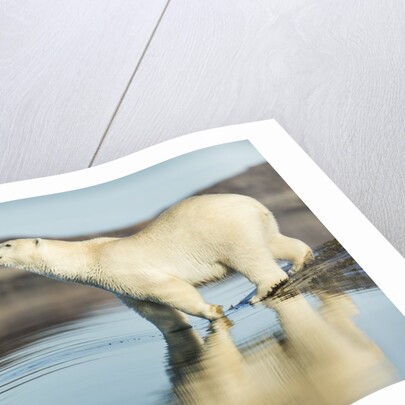 Polar Bear on Harbour Islands, Hudson Bay, Nunavut, Canada by Anonymous