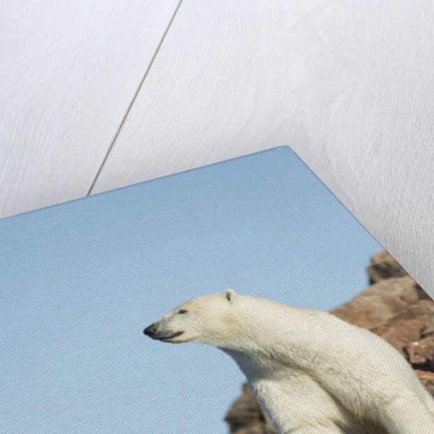 Polar Bear on Harbour Islands, Hudson Bay, Nunavut, Canada by Anonymous