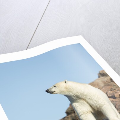 Polar Bear on Harbour Islands, Hudson Bay, Nunavut, Canada by Anonymous