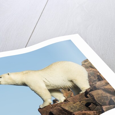 Polar Bear on Harbour Islands, Hudson Bay, Nunavut, Canada by Anonymous