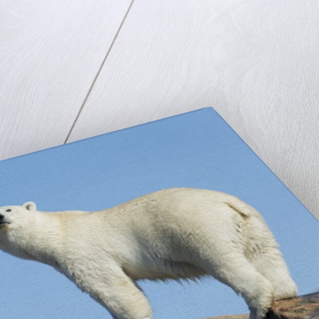 Polar Bear on Harbour Islands, Hudson Bay, Nunavut, Canada by Anonymous