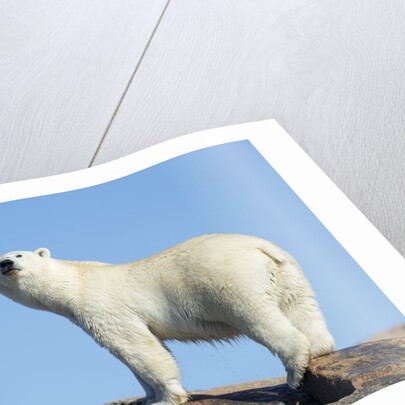 Polar Bear on Harbour Islands, Hudson Bay, Nunavut, Canada by Anonymous