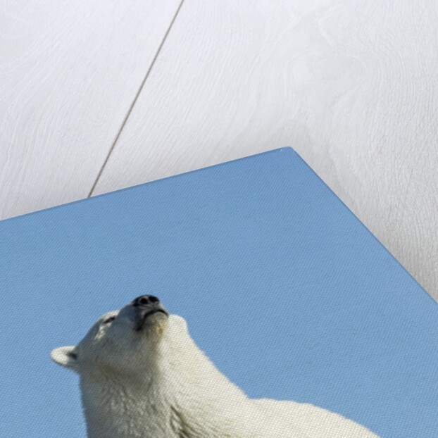 Polar Bear on Harbour Islands, Hudson Bay, Nunavut, Canada by Anonymous