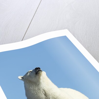 Polar Bear on Harbour Islands, Hudson Bay, Nunavut, Canada by Anonymous