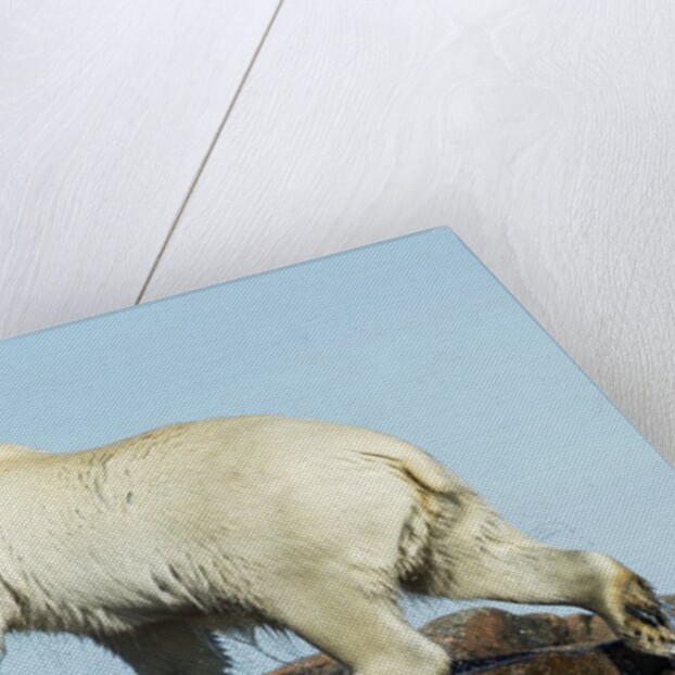 Polar Bear on Harbour Islands, Hudson Bay, Nunavut, Canada by Anonymous