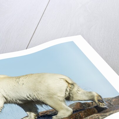 Polar Bear on Harbour Islands, Hudson Bay, Nunavut, Canada by Anonymous