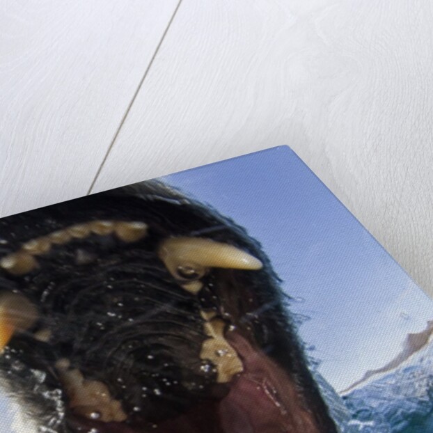 Swimming Polar Bear, Hudson Bay, Nunavut, Canada by Anonymous