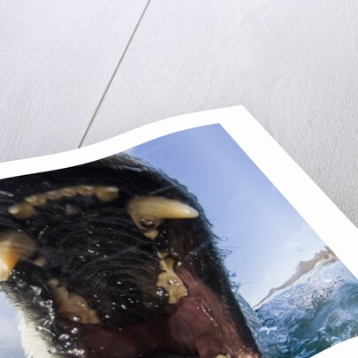 Swimming Polar Bear, Hudson Bay, Nunavut, Canada by Anonymous