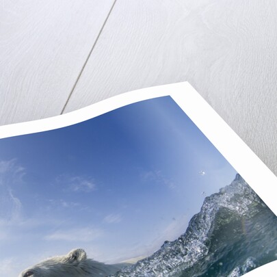 Swimming Polar Bear, Hudson Bay, Nunavut, Canada by Anonymous
