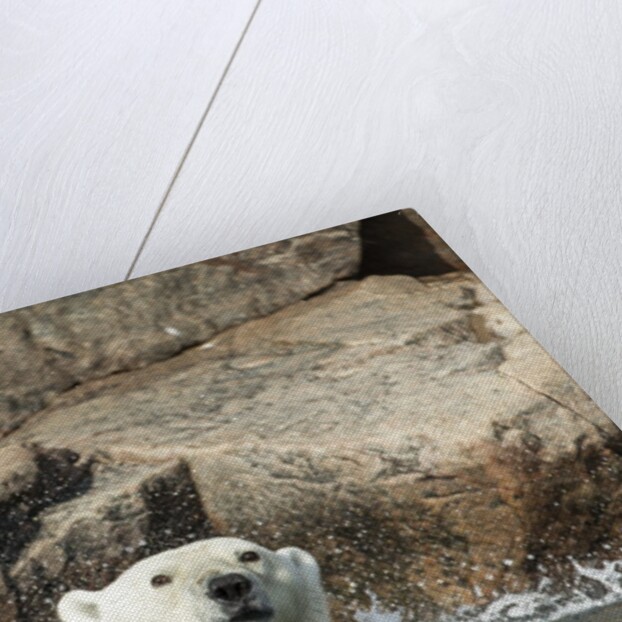 Swimming Polar Bear, Hudson Bay, Nunavut, Canada by Anonymous