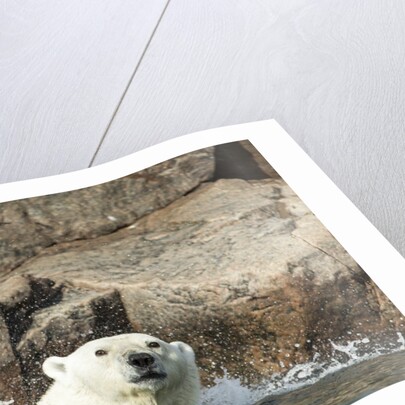 Swimming Polar Bear, Hudson Bay, Nunavut, Canada by Anonymous