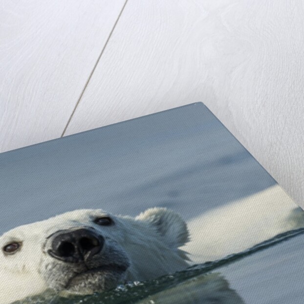 Swimming Polar Bear, Hudson Bay, Nunavut, Canada by Anonymous