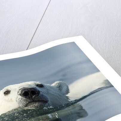 Swimming Polar Bear, Hudson Bay, Nunavut, Canada by Anonymous