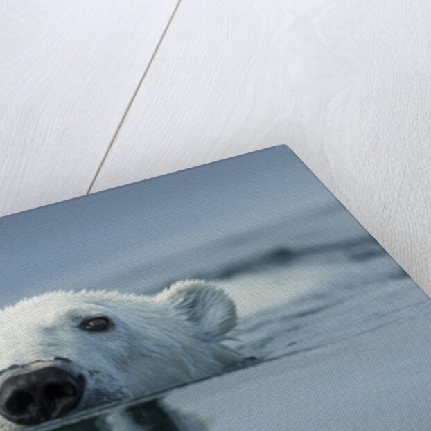 Swimming Polar Bear, Hudson Bay, Nunavut, Canada by Anonymous