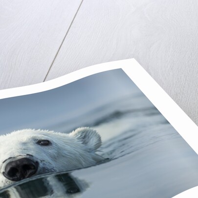 Swimming Polar Bear, Hudson Bay, Nunavut, Canada by Anonymous