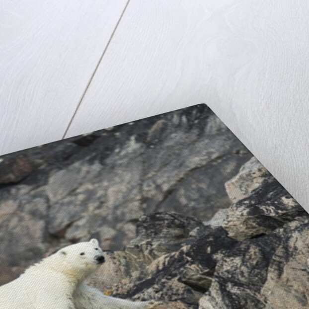 Polar Bear, Hudson Bay, Nunavut, Canada by Anonymous