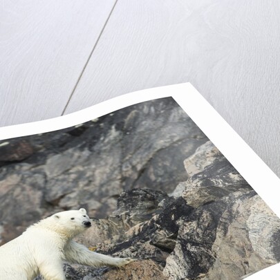 Polar Bear, Hudson Bay, Nunavut, Canada by Anonymous