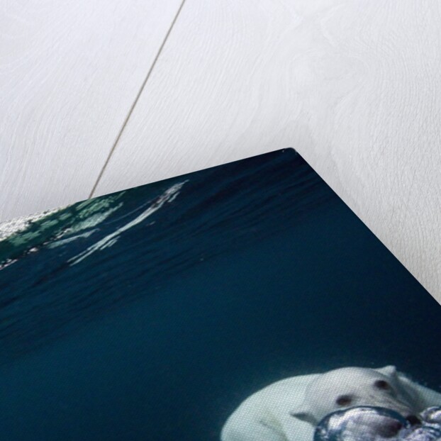 Underwater Polar Bear near Frozen Strait, Nunavut, Canada by Anonymous