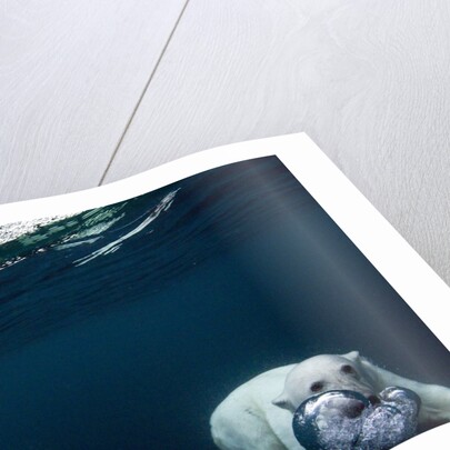 Underwater Polar Bear near Frozen Strait, Nunavut, Canada by Anonymous