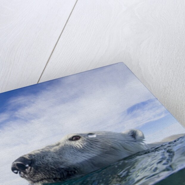 Underwater Polar Bear near Frozen Strait, Nunavut, Canada by Anonymous