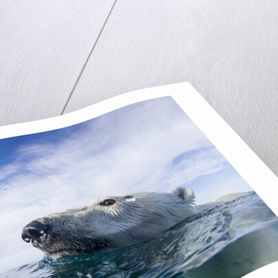 Underwater Polar Bear near Frozen Strait, Nunavut, Canada by Anonymous