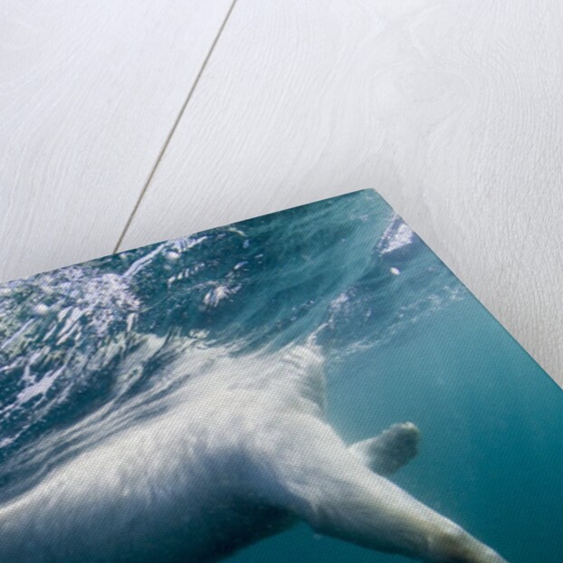 Underwater Polar Bear by Harbour Islands, Nunavut, Canada by Anonymous