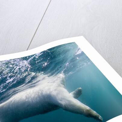 Underwater Polar Bear by Harbour Islands, Nunavut, Canada by Anonymous