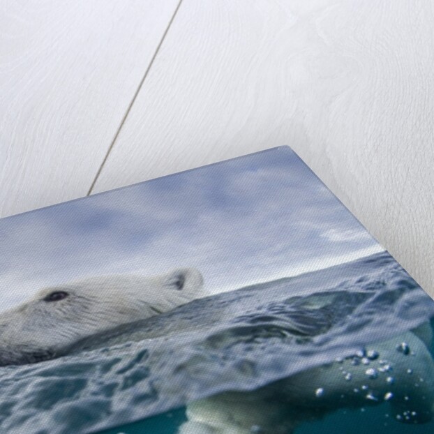 Underwater Polar Bear by Harbour Islands, Nunavut, Canada by Anonymous