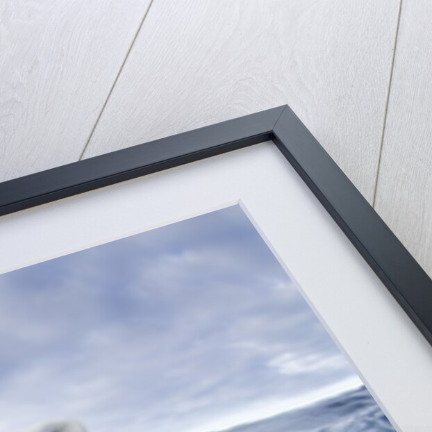 Underwater Polar Bear by Harbour Islands, Nunavut, Canada by Anonymous