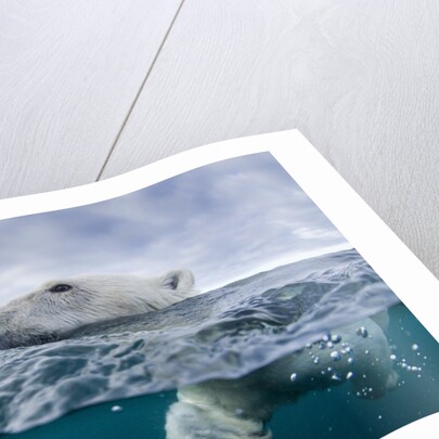 Underwater Polar Bear by Harbour Islands, Nunavut, Canada by Anonymous