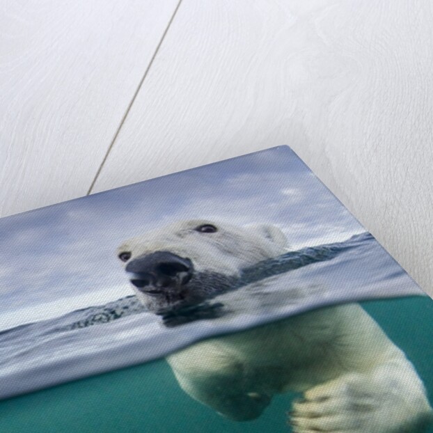 Underwater Polar Bear by Harbour Islands, Nunavut, Canada by Anonymous