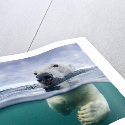 Underwater Polar Bear by Harbour Islands, Nunavut, Canada by Anonymous