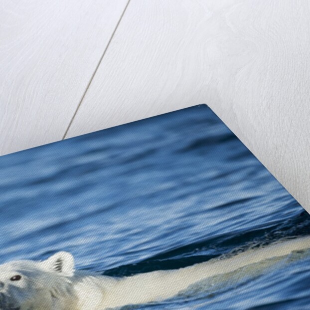 Polar Bear Swimming by Harbour Islands, Nunavut, Canada by Anonymous