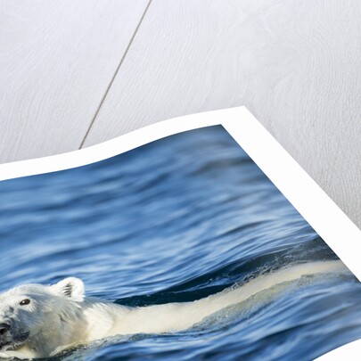Polar Bear Swimming by Harbour Islands, Nunavut, Canada by Anonymous