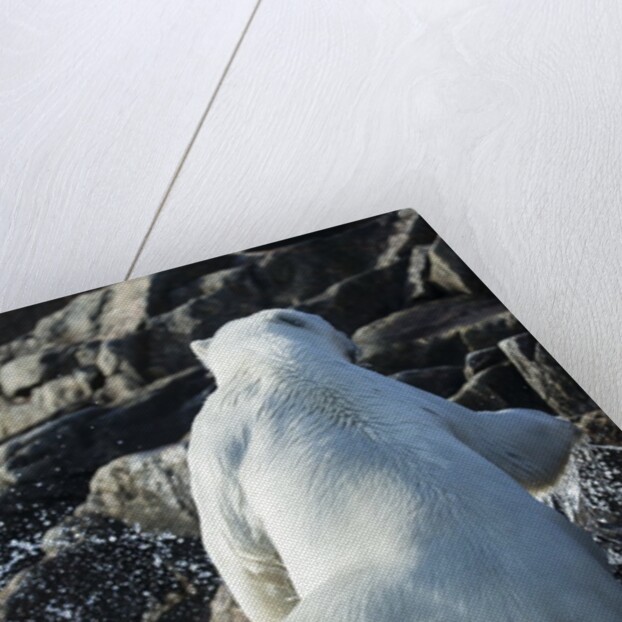 Polar Bear on Harbour Islands, Nunavut, Canada by Anonymous