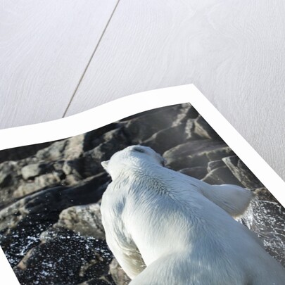 Polar Bear on Harbour Islands, Nunavut, Canada by Anonymous
