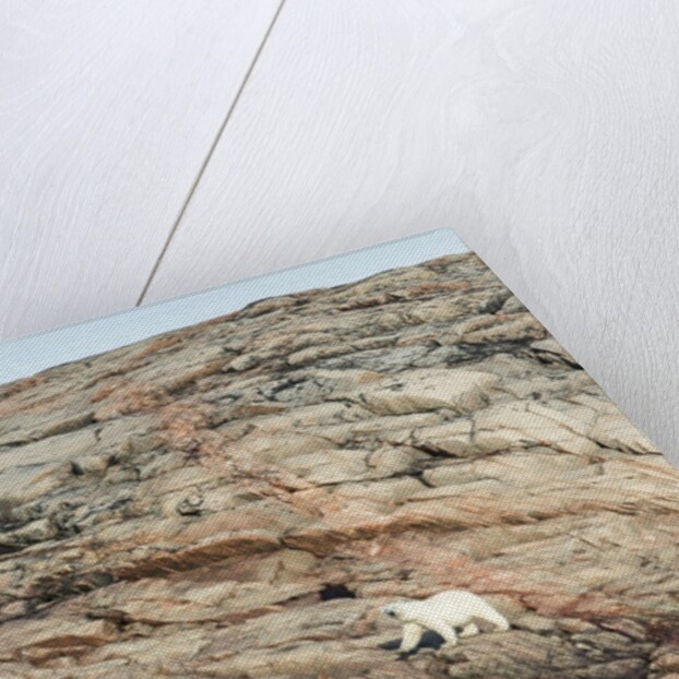 Polar Bear on Harbour Islands, Nunavut, Canada by Anonymous