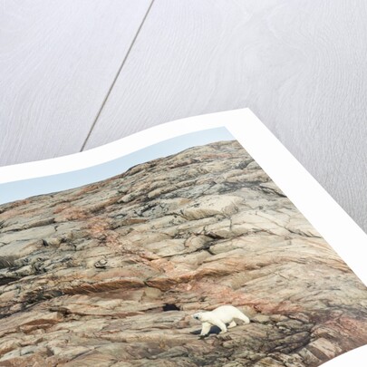 Polar Bear on Harbour Islands, Nunavut, Canada by Anonymous