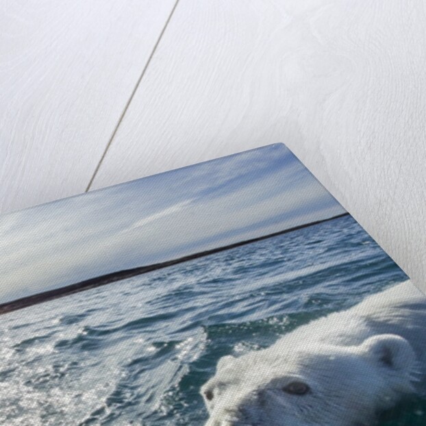 Polar Bear Swimming by Harbour Islands, Nunavut, Canada by Anonymous