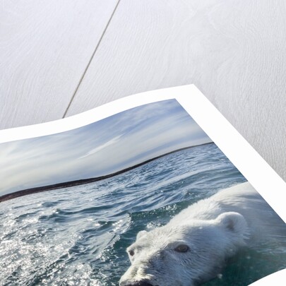 Polar Bear Swimming by Harbour Islands, Nunavut, Canada by Anonymous