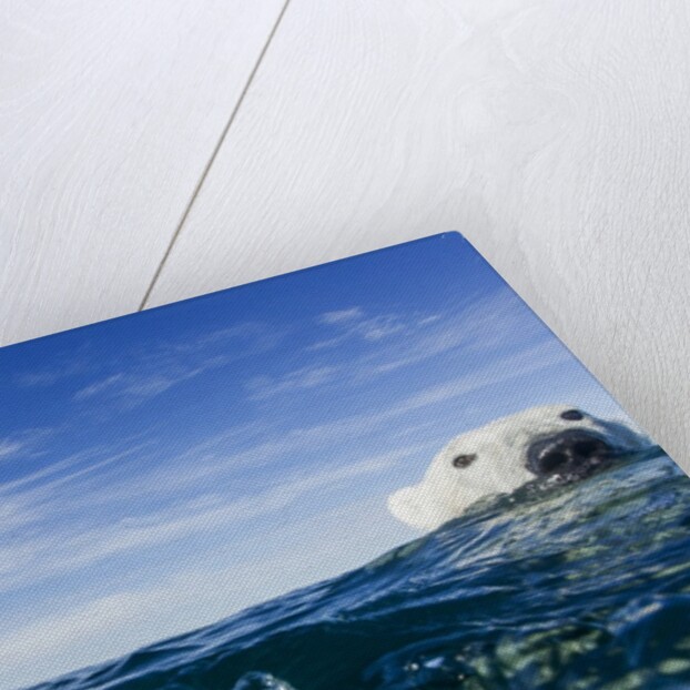 Polar Bear Swimming by Harbour Islands, Nunavut, Canada by Anonymous