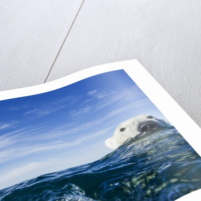 Polar Bear Swimming by Harbour Islands, Nunavut, Canada by Anonymous