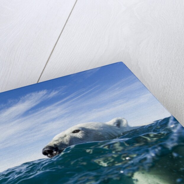 Polar Bear Swimming by Harbour Islands, Nunavut, Canada by Anonymous
