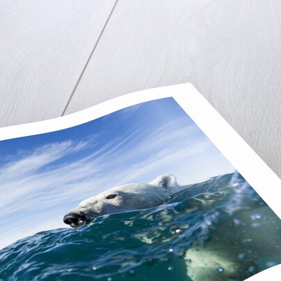 Polar Bear Swimming by Harbour Islands, Nunavut, Canada by Anonymous