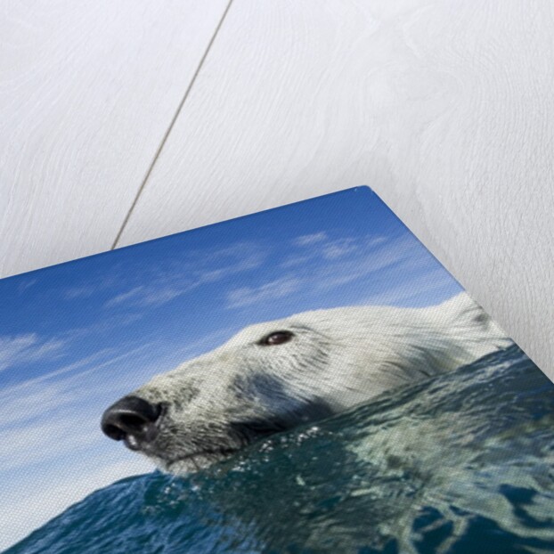 Polar Bear Swimming by Harbour Islands, Nunavut, Canada by Anonymous