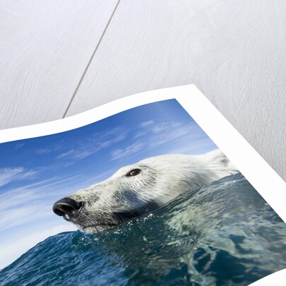 Polar Bear Swimming by Harbour Islands, Nunavut, Canada by Anonymous