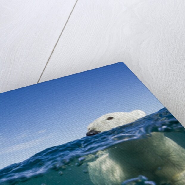 Underwater Polar Bear by Harbour Islands, Nunavut, Canada by Anonymous